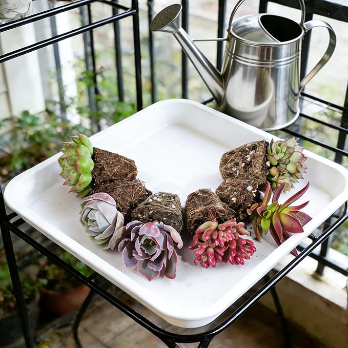 6 Pack Succulent Plants with Root and Soil, Easy to Grow (Assorted Varieties Without Pots)