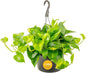 Costa Farms Golden Pothos Live Plant, Devil's Ivy in Hanging Basket Pot, Easy to Maintain, Large Air Purifying Indoor Houseplant, Home, Room, or Office Decor, House Warming or Birthday Gift