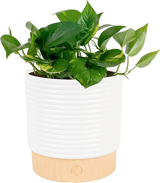 Costa Farms Golden Pothos Live Plant in Decorative Pot, Easy to Maintain, Air Purifying Indoor Houseplant, Home, Room, or Office Decor, Great House Warming or Birthday Gift, 12-14 Inches