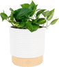 Costa Farms Golden Pothos Live Plant in Decorative Pot, Easy to Maintain, Air Purifying Indoor Houseplant, Home, Room, or Office Decor, Great House Warming or Birthday Gift, 12-14 Inches