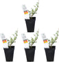 German Thyme Plants - Perfect for Indoor or Outdoor Gardening, High in Antioxidants, Fragrant and Flavorful Herb (4 ger Thyme Cups)