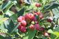 Pink Lemonade Blueberry ( Vaccinium ) - Quart Pot