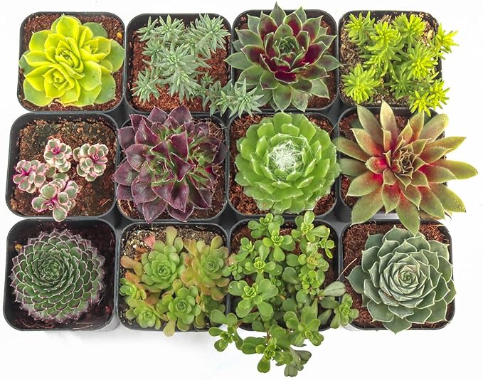 Mountain Crest Gardens Hardy Succulent Variety Pack - 12 Frost-Tolerant Live Plants, Rooted in 2 Inch Pots - Real Outdoor Succulents for Rock Gardens, Landscaping, DIY Arrangements