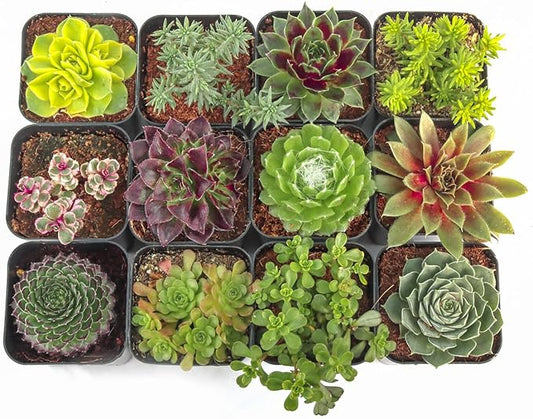Mountain Crest Gardens Hardy Succulent Variety Pack - 12 Frost-Tolerant Live Plants, Rooted in 2 Inch Pots - Real Outdoor Succulents for Rock Gardens, Landscaping, DIY Arrangements