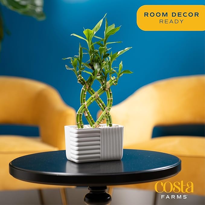 Costa Farms Lucky Bamboo Live Plant in Decorative Pot, Easy to Maintain Indoor Houseplant, Perfect for Home, Room, or Office Decor, Great House Warming or Birthday Gift, 12-15 Inches Tall