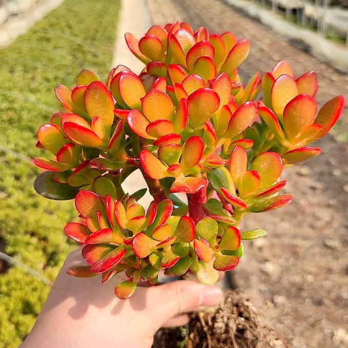 Dwarf Jade with Green Stripe Pot, Live Crassula Ovata Crosby's Compact, Rare Cute Succulent Plant in 4" Planter, Home Office Décor