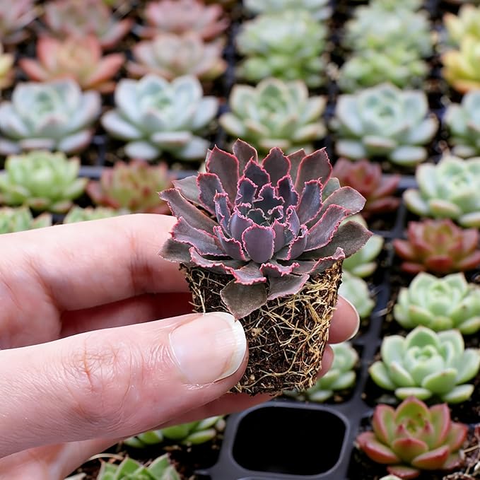 6 Pack Succulent Plants with Root and Soil, Easy to Grow (Assorted Varieties Without Pots)