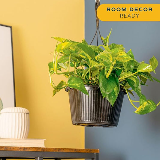 Costa Farms Golden Pothos Live Plant, Devil's Ivy in Hanging Basket Pot, Easy to Maintain, Large Air Purifying Indoor Houseplant, Home, Room, or Office Decor, House Warming or Birthday Gift