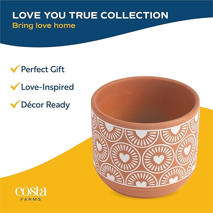 Costa Farms Haworthia, Succulent Live Plant in Decorative Pot, Easy to Maintain Succulent Indoor Houseplant, Home, Room, or Office Decor, House Warming or Birthday Gift, 4-6 Inches Tall