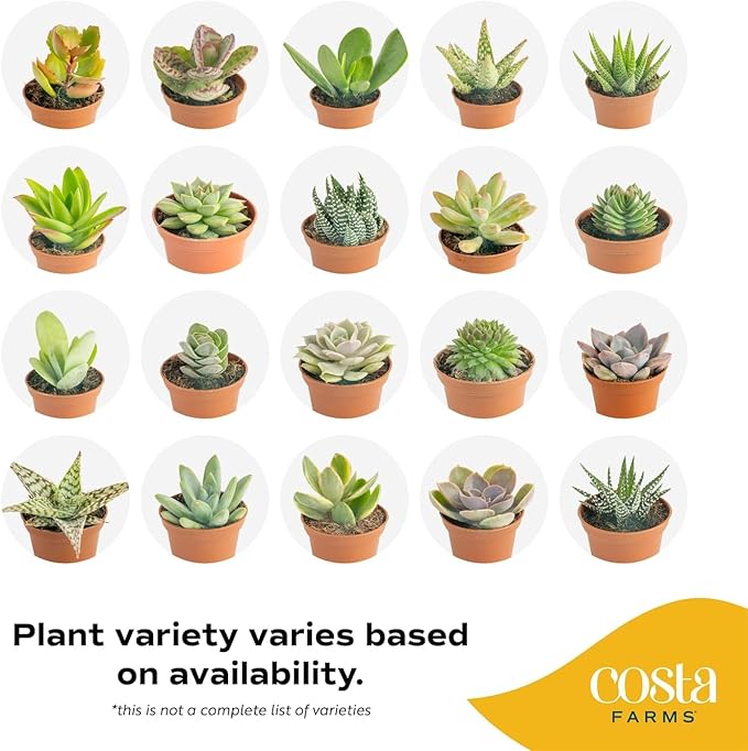 Costa Farms Mini Succulent Live Plants in Plastic Pots, Easy to Maintain Indoor Succulents, Houseplants for Home, Room, or Office Decor, House Warming or Birthday Gift, 2-3.5 Inches Tall, Pack of 6