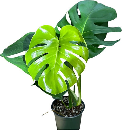 Monstera Deliciosa Live Plant With 4 Inch Pot - Monstera Swiss Cheese Plant - Split Leaf Indoor Plants Live Houseplants - Easy to Care Plants For Home, Office, Wedding Decor & Gift(Heat Pack Included)