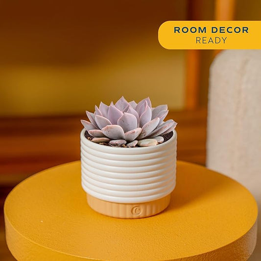 Costa Farms Succulent, Live Indoor Plant Grower's Choice, Easy to Grow Houseplant in Indoor Succulent Planter, Birthday, Garden Gift, Desert Room Decor for Home or Office, 6-Inches Tall