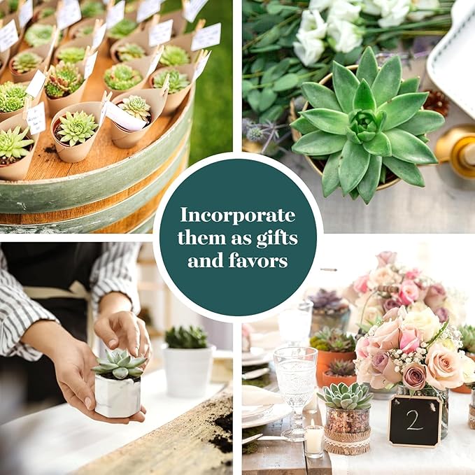 Shop Succulents Echeveria & Rosette Live Succulent Variety Pack – Fully Rooted 2" Potted Plants for Gifts, Favors, DIY Projects, Terrariums, Home Décor, and Garden Arrangements, 12 Pack