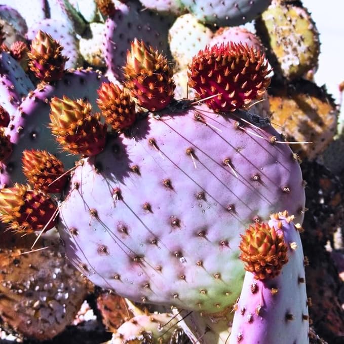 Purple Prickly Pear Cactus Live Plant, in 3 Inch Pot, Prickly Cactus Plant, Colorful Succulent for Garden and Containers