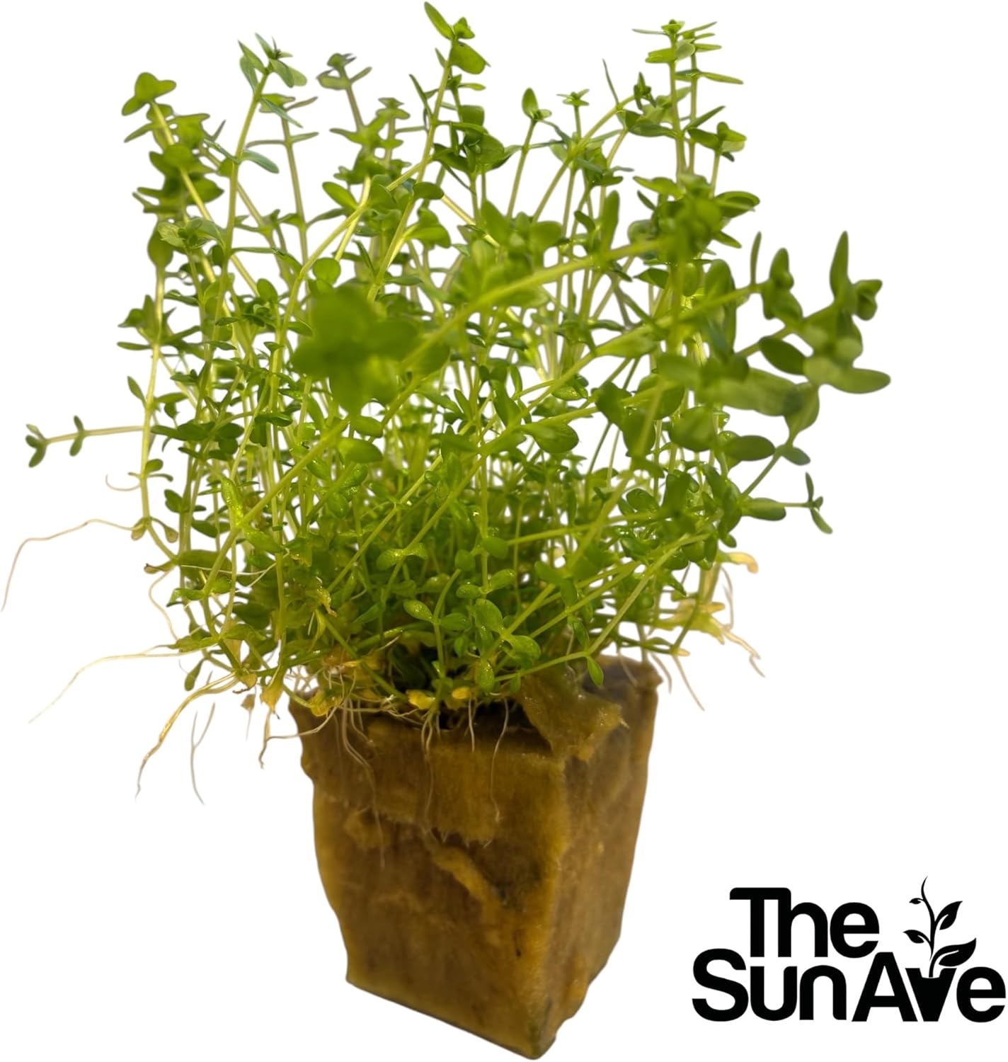 Freshwater Live Aquarium Plants with Roots (Monte Carlo)