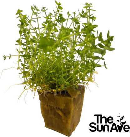 Freshwater Live Aquarium Plants with Roots (Monte Carlo)