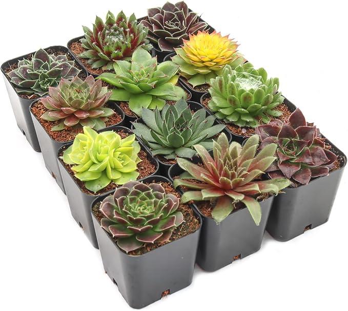 Mountain Crest Gardens Sempervivum Succulent Variety Pack - 12 Hardy Live Rosette Plants, No Repeats, Rooted in 2 Inch Pots - Succulents for Rock Gardens, Containers, DIY Displays