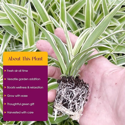 Spider Plant Variety Pack - 4 Spider Plants Live House Plants - Ocean, Hawaiian, Green, Bonnie Curly - Perfect for Home Garden & Office Decor - Ideal for Indoor Air Quality & Easy to Care