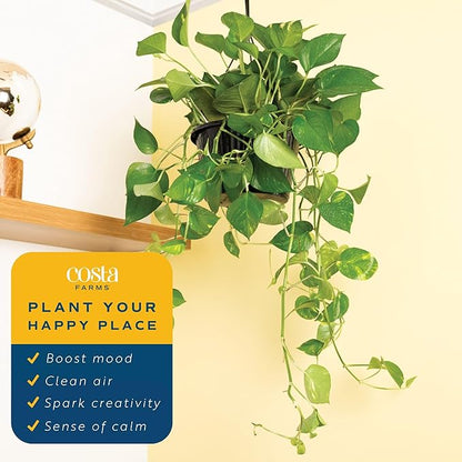 Costa Farms Golden Pothos Live Plant, Devil's Ivy in Hanging Basket Pot, Easy to Maintain, Large Air Purifying Indoor Houseplant, Home, Room, or Office Decor, House Warming or Birthday Gift