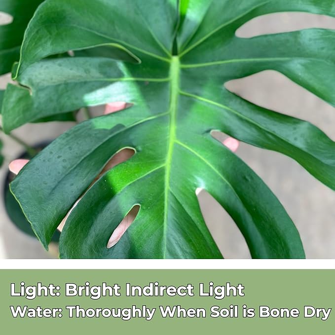 Monstera Deliciosa Live Plant With 4 Inch Pot - Monstera Swiss Cheese Plant - Split Leaf Indoor Plants Live Houseplants - Easy to Care Plants For Home, Office, Wedding Decor & Gift(Heat Pack Included)