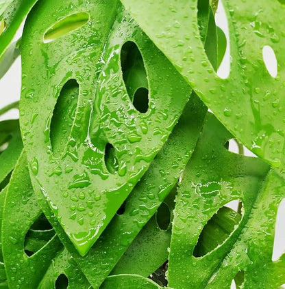 Reptile Plants for Terrarium Decor, Amphibian Habitat Decor, Reptile Tank Accessories, Artificial Hanging Plants with Suction Cup-2 Packs (Swiss Cheese)