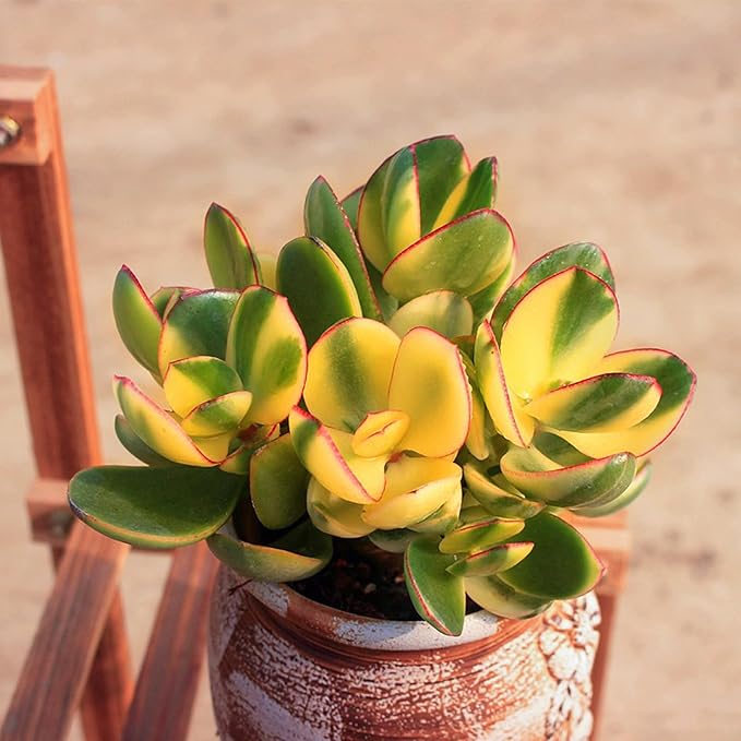Golden Jade with Green Stripe Pot, Live Crassula Ovata 'Hummel Sunset' Succulent, Rare Cute Plant, Home Office Décor