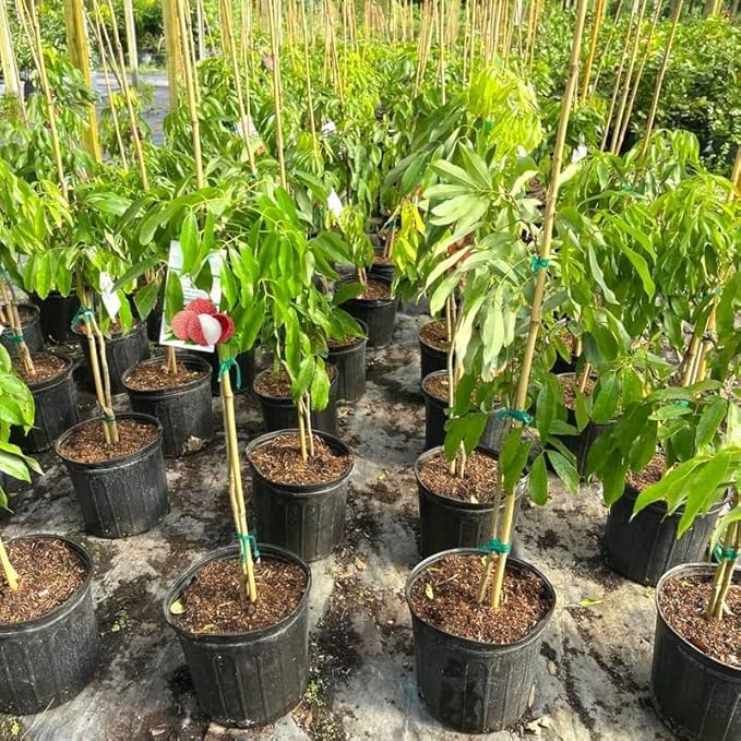 GARDENERA Premium Lychee Potting Soil Mix - Perfect Balance of Nutrients, Drainage, and Aeration for Thriving Lychee Trees - 4 Quart