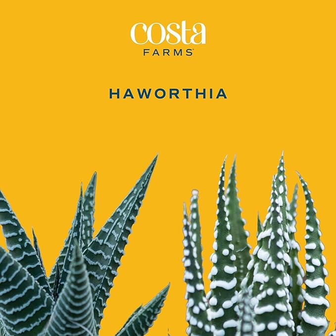 Costa Farms Haworthia, Succulent Live Plant in Decorative Pot, Easy to Maintain Indoor Houseplant, Perfect for Home, Room, or Office Decor, Great House Warming or Birthday Gift, 2.75-6 Inches Tall