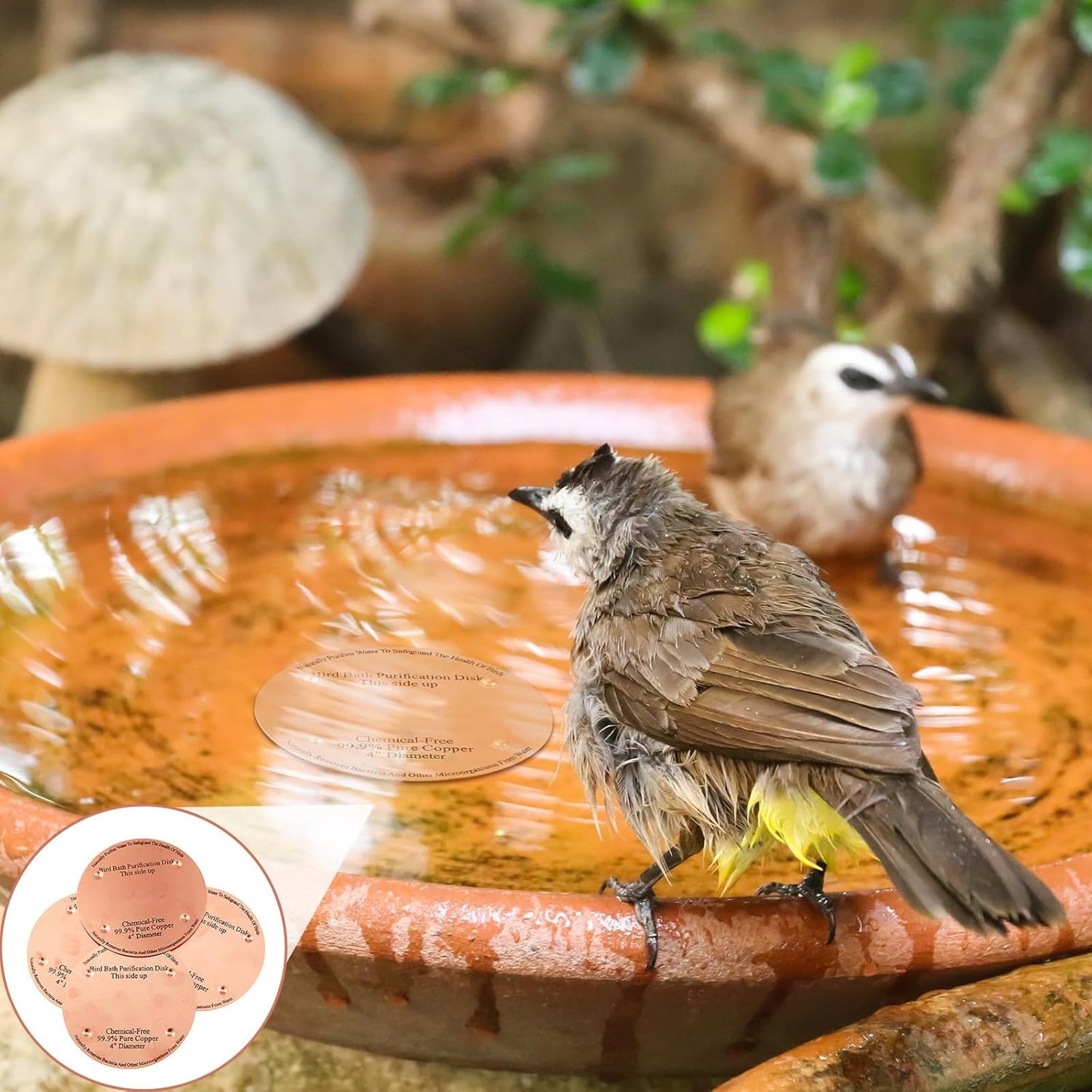 8 Pcs Bird Bath Copper Disk, 0.6mm Thick Reinforced 99.99% Pure Copper Birdbath Purification Disk, with 4 Point Support for Outdoor Birdbaths Bowls Cleaner, 4 Inch (Classic)