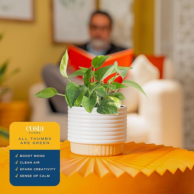 Costa Farms Golden Pothos Live Plant, Devil's Ivy in Decorative Pot, Easy to Maintain, Air Purifying Indoor Houseplant, Home, Room, or Office Decor, House Warming or Birthday Gift, 12-14 Inches Tall