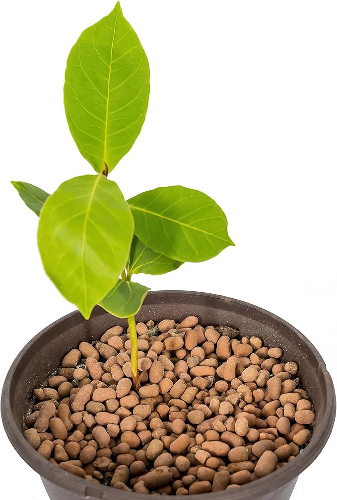 Gardenera Expanded Clay Pebbles for Plants – 4mm-16mm LECA Balls | 100% Natural Hydroton Clay for Drainage, Hydroponics, Aquaponics, Terrariums, Orchids & Indoor Plant Growing Medium - 10 Quarts