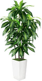 Artificial Dracaena Tree Indoor, 6FT Tall Fake Tree with White Tall Planter, Artificial Trees Fake Yucca Potted Tree for Home Office Living Room Decor, Tall Artificial Plant for Housewarming