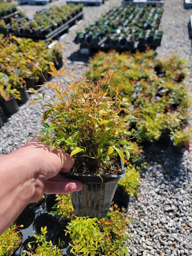 Gulf Stream Dwarf Nandina - Heavenly Bamboo - Live Plant - (1 QT)