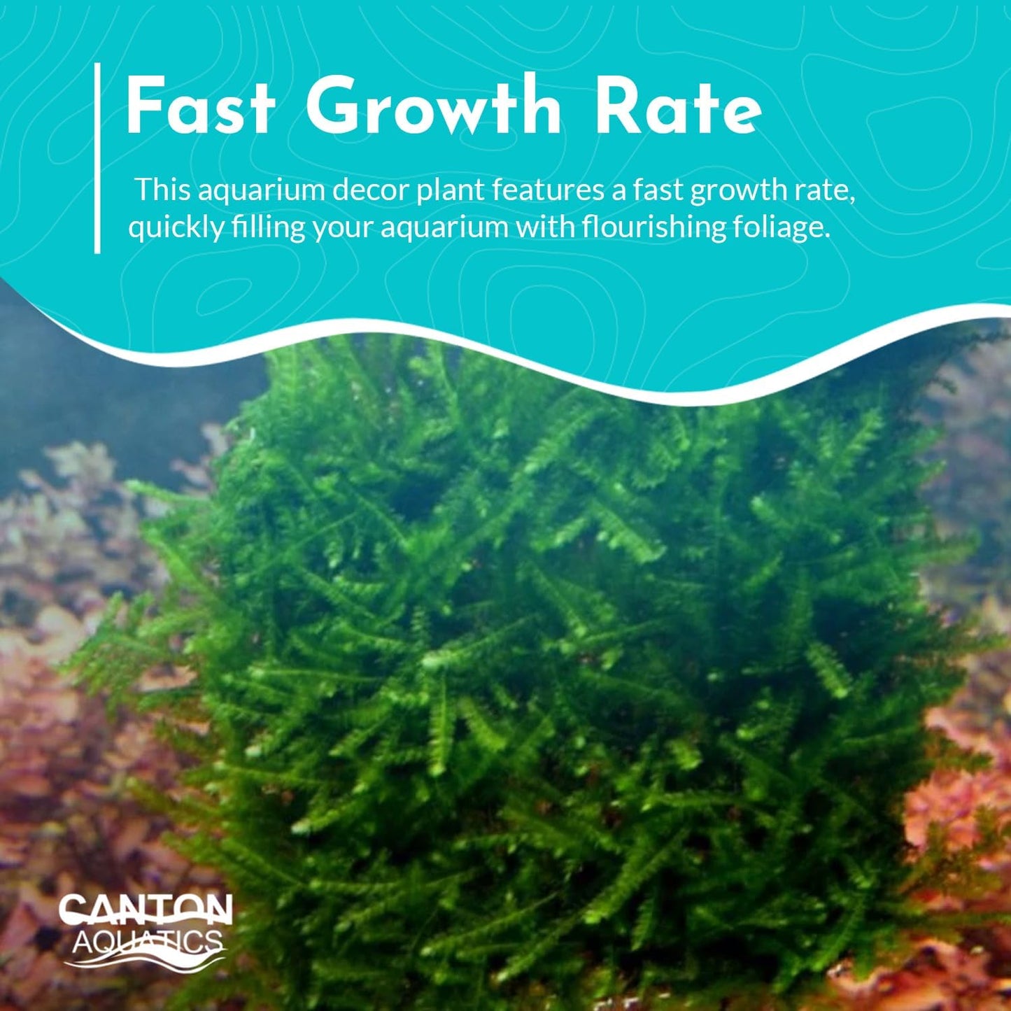 Live Aquarium Weeping Moss Vesicularia Ferriei - Long Lasting & Easy to Maintain - Improve Water Quality - Stunning Appearance