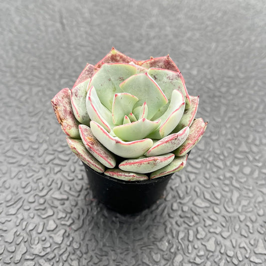 Live Succulent Echeveria 'Strictiflora VAR. Novas', Approx 2-inch Large, Potted Succulents, Fully Rooted, Easy Care House Plants
