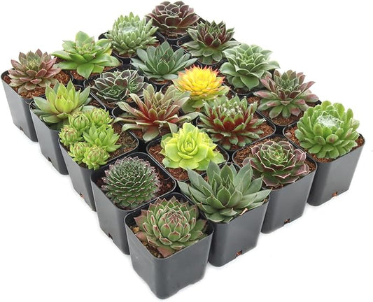 Mountain Crest Gardens Sempervivum Succulent Variety Pack - 20 Hardy Live Rosette Plants, No Repeats, Rooted in 2 Inch Pots - Succulents for Rock Gardens, Containers, DIY Displays