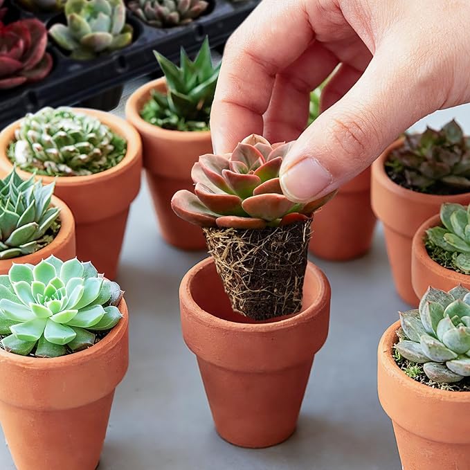 6 Pack Succulent Plants with Root and Soil, Easy to Grow (Assorted Varieties Without Pots)