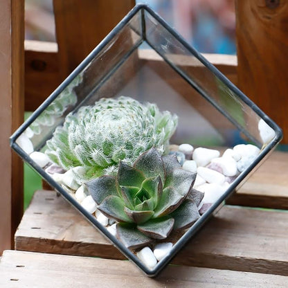 ELEGANTLIFE Glass Geometric Plant Terrarium Container, Flower Pot Tabletop Planter Decor Glass Display Box Succulent & Air Planter for Home Garden Office Decoration(Black Cubic Set of 2)