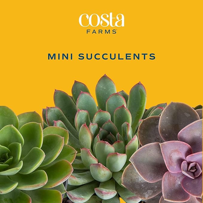 Costa Farms Mini Succulent Live Plant in Decorative Pot, Easy to Maintain Succulent Indoor Houseplant, Perfect for Home, Room, or Office Decor, Great House Warming or Birthday Gift, 2-3.5 Inches Tall