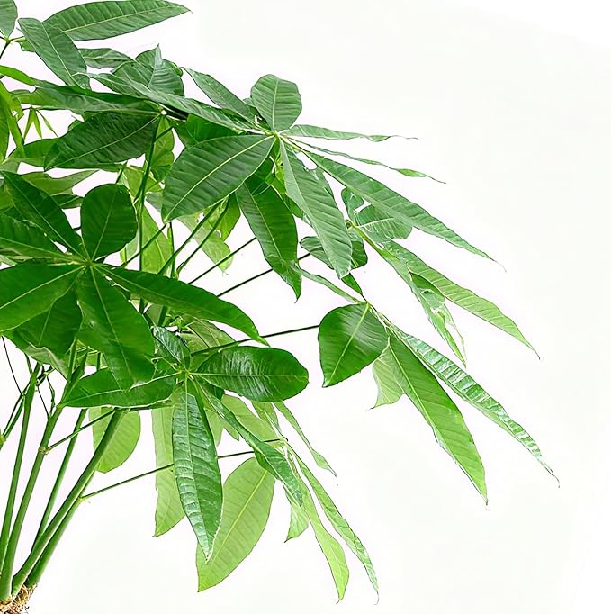 Sprout N Green Small Money Tree with 5 Lucky Braid, Live Plant with Green Stripe Pot, Decoration for Indoor Home Office Tabletop Windowsill Side Table, Housewarming, 8-10" Tall