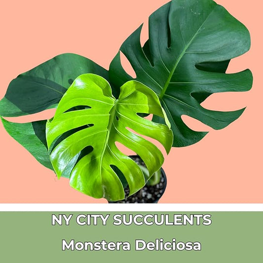 Monstera Deliciosa Live Plant With 4 Inch Pot - Monstera Swiss Cheese Plant - Split Leaf Indoor Plants Live Houseplants - Easy to Care Plants For Home, Office, Wedding Decor & Gift(Heat Pack Included)