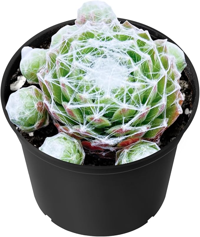Sprout N Green Sempervivum arachnoideum, Live Succulent Fully Rooted in 2 inch Starter Pot, House Plant for Indoor Outdoor Home Office Wedding Decoration Party Favor