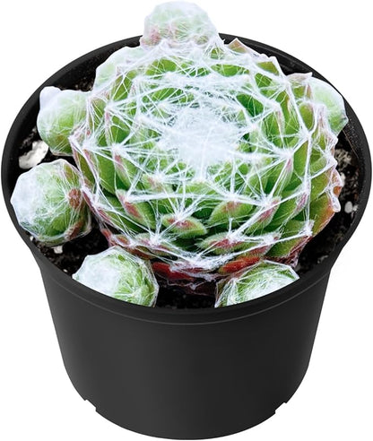 Sprout N Green Sempervivum arachnoideum, Live Succulent Fully Rooted in 2 inch Starter Pot, House Plant for Indoor Outdoor Home Office Wedding Decoration Party Favor