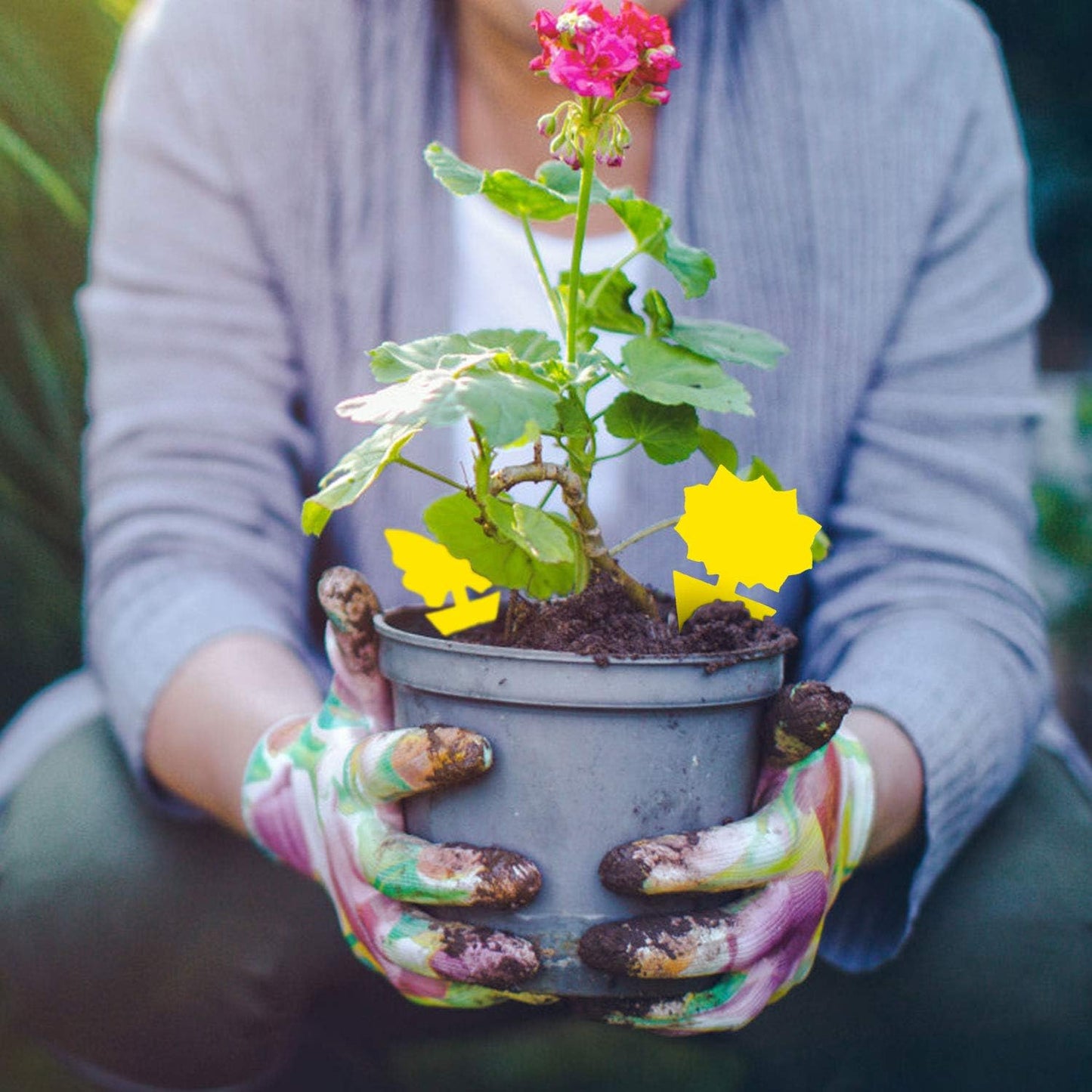 60 Pack Fruit Fly Trap, Fungus Gnat Trap Killer Protect Plants Indoor Outdoor, Double Sided Yellow Bug Sticky Traps for Fungus Gnat, Fruit Fly and Other Insects