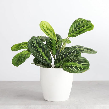 Thorsen's Greenhouse Lemon Lime Prayer Plant, Live Indoor Plant, Pet Friendly, Attractive Houseplant, Lemon Maranta, Natural Air Purifier, Easy to Grow, 4" Diameter Pot (Natural)