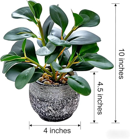 AlphaAcc Artificial Plants Potted Real Looking Small Faux Plant with Rustic Black Cement Planter for Kitchen Office Desk Bookshelf Decor (Ficus Plant)