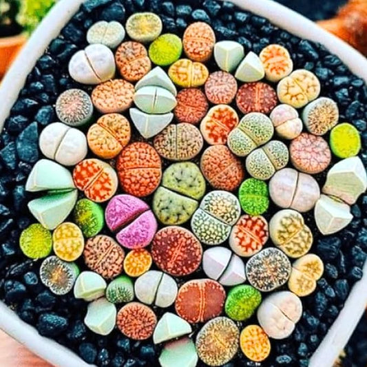 Set 20 Mix Lithops Succulents Plants Live Bulks, Corlorful Living Stones Lithops Live Plants, Beautiful Lithops Living Stones to Grow, Lithop Succulents Cactus Lithop Seedlings