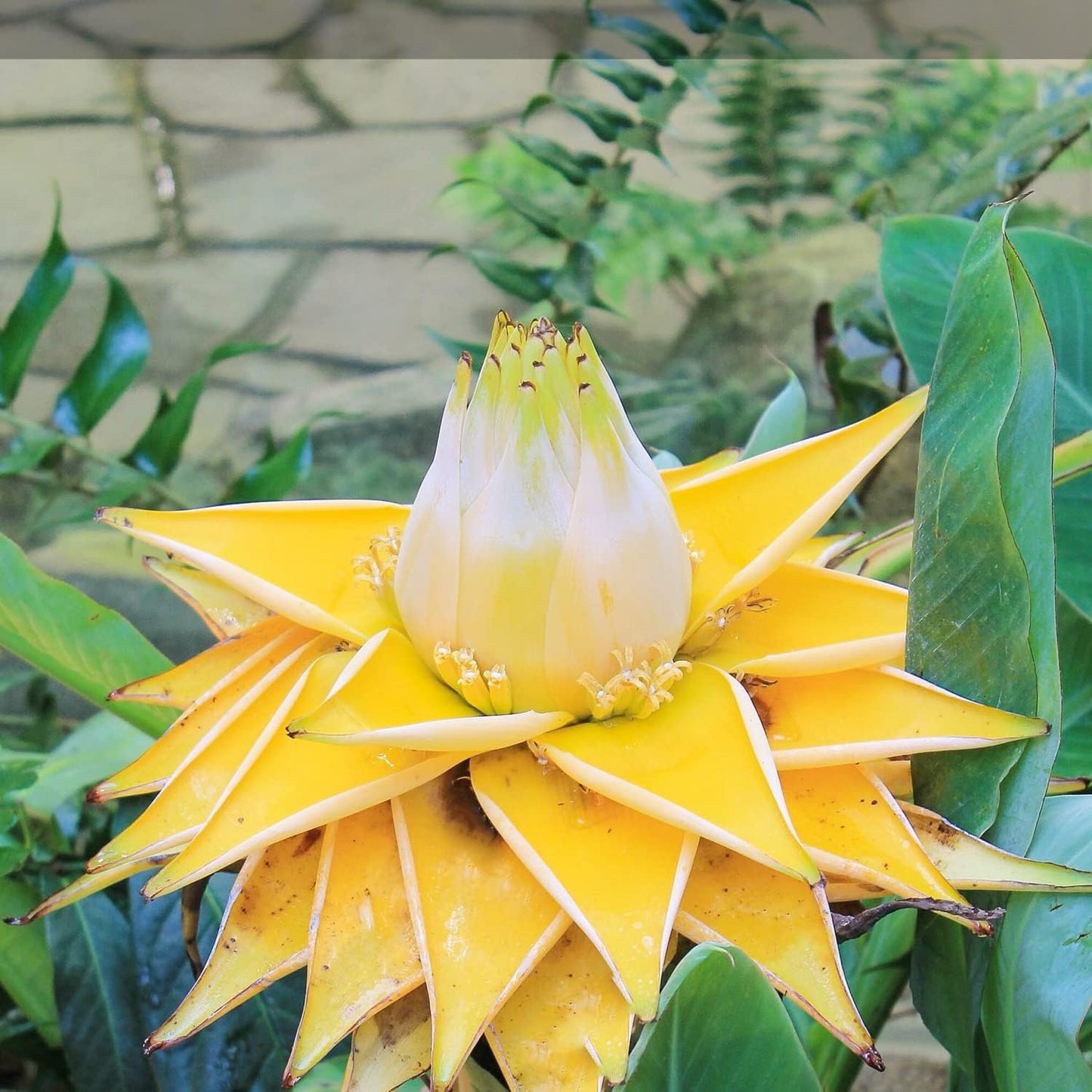 Chinese Dwarf Yellow Banana Tree/Golden Lotus Live Plant - Musella lasiocarpa - Wellspring Gardens Starter Plant