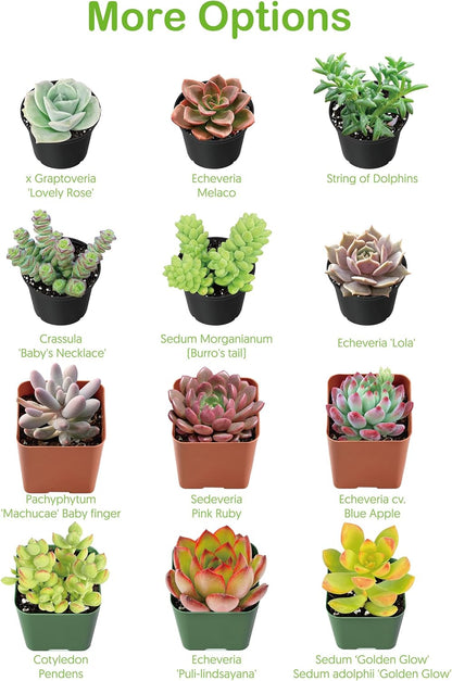 Live Succulent Ripple Jade, Approx 2-inch Large, Potted Succulents, Fully Rooted, Easy Care House Plants