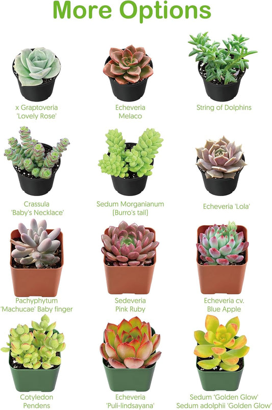 Live Succulent Ripple Jade, Approx 2-inch Large, Potted Succulents, Fully Rooted, Easy Care House Plants